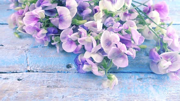 a bouquet of lilac sweet peas falls on a vintage wooden blue surface. Slow motion.