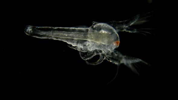 Movement Larvae, Nauplios Artemia Salina