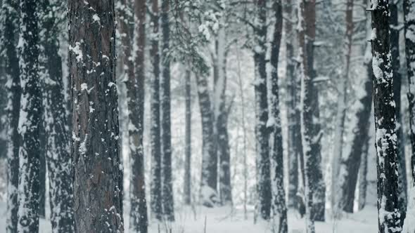 Nature Snow Forest Winter Tree Ice Fall Slow Motion Texture