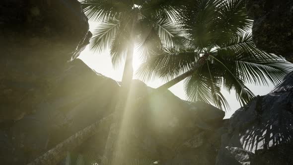 Big Palms in Stone Cave with Rays of Sunlight alt