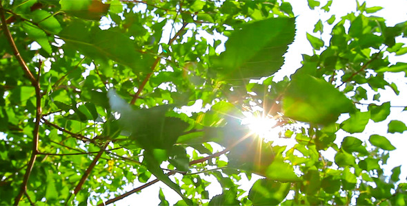 Sunlight Through The Leaves 6