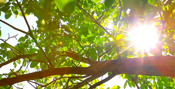 Sunlight Through The Leaves 8