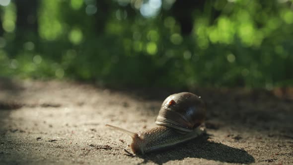 Grape Snail Crawling on the Sand in a Wooded Area