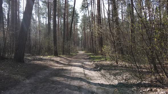 Road in the Forest During the Day Slow Motion