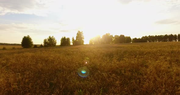 Camera Flight Over the Wheat Field