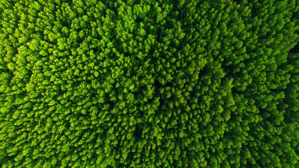 Aerial view green mangrove forest nature tropical rainforest.