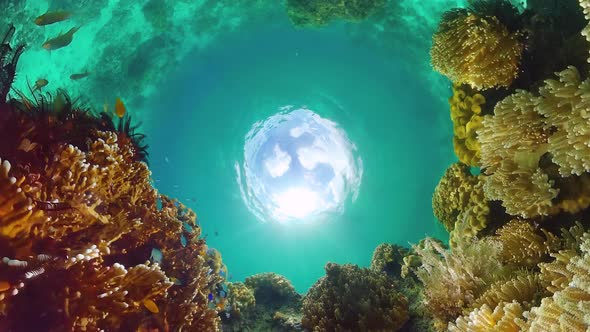 The Underwater World of a Coral Reef. Panglao, Philippines.