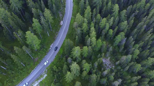 Winding Road in Green Coniferous Forest