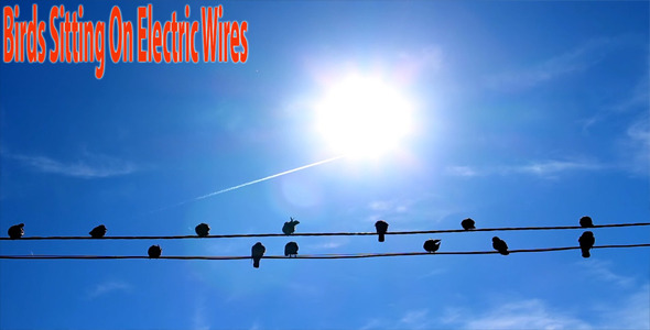Birds Sitting On Electric Wires