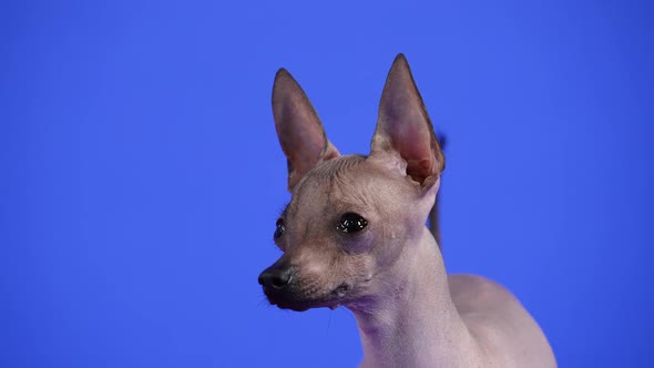 Portrait of a Cute Xoloitzcuintle Looking in Front of Him in the Studio on a Blue Background