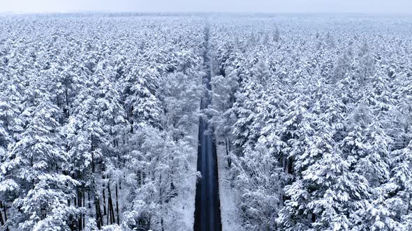 Travel through whiteout in winter. Long road and snowy forest