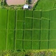 Aerial view of a rice fields in Thailand. - VideoHive Item for Sale