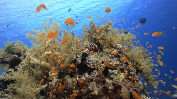 Tropical Colorful Fish and Soft Coral