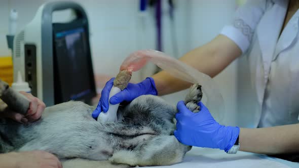 Dog Having Ultrasound Scan in a Veterinary Clinic