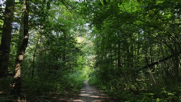 Natural Landscape in the Forest During the Day