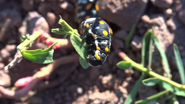 Yellow Spotted Black Caterpillar Eating