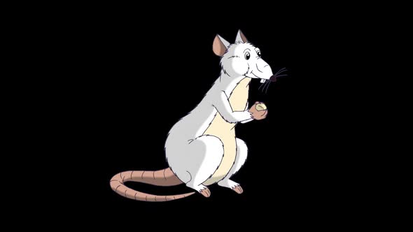 White rat sits and eats cheese