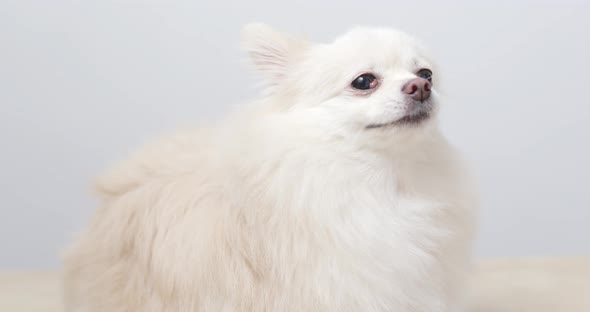 White pomeranian dog lick