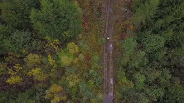 Autumn Forest Road and Forestman Aerial View