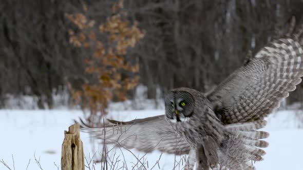 Great Grey Owl lands on post in slow motion