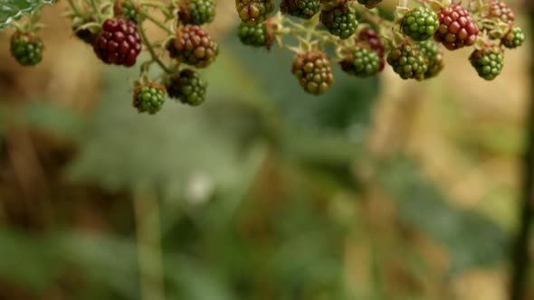 Wild blackberry bush located in the Otway National Park. Invasive weed of national significance. PAN