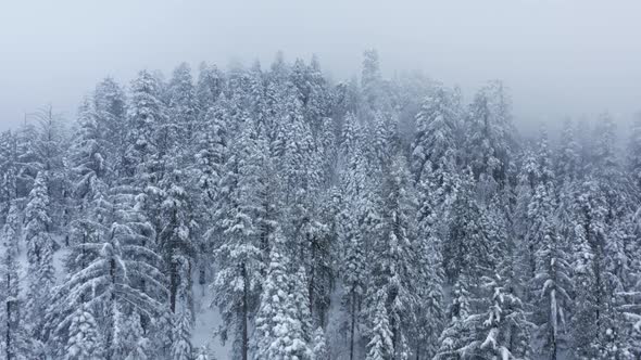 Merry Christmas Happy Year Background Scenic Snowfall in Pine Winter Landscape