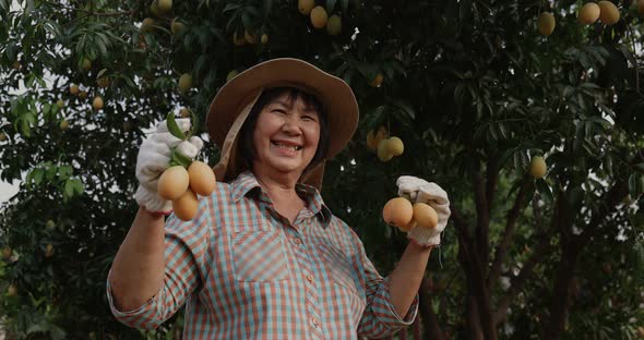 Senior Asian farmer harvesting fresh sweet yellow Marian plums or Gandaria fruit.