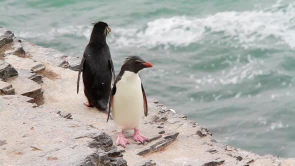 Rockhopper Penguin Falkland Islands