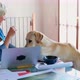 Woman playing with dog - VideoHive Item for Sale