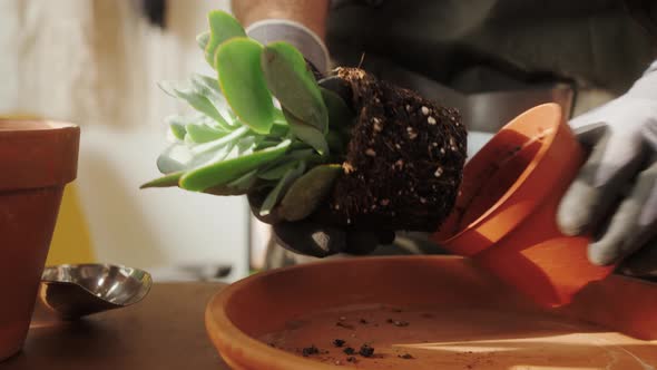 Man Planting Flowers in a Pot