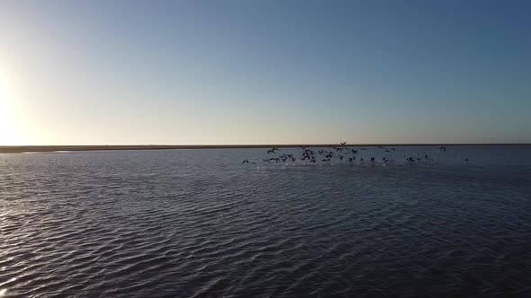 Massive flock of wild flamingos flying over the water near the shore, Namibia