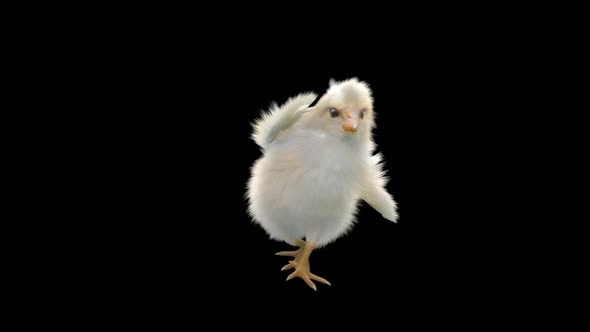 27 Baby Chicks Dancing 4K