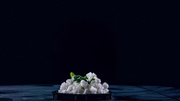 Marijuana Plant Growing on a Black Background