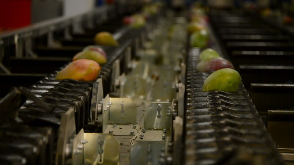 Mangoes in a Packaging Line