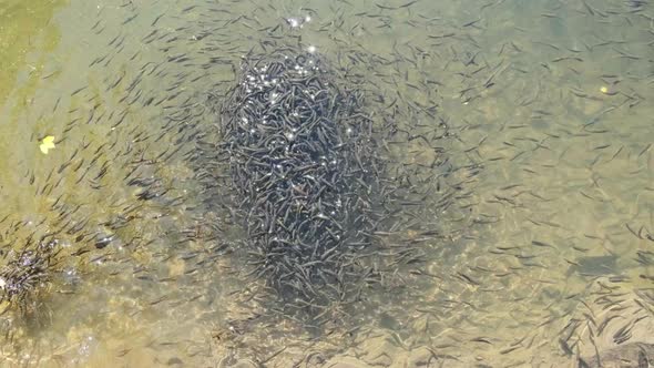 Large Flock of Small Fish Swims Near the Water Surface and Eats Bread in Lake