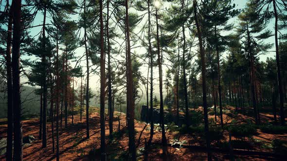 Nordic Pine Forest in Evening Light