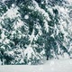 Beautiful Fluffy Snow Tree Branches - VideoHive Item for Sale