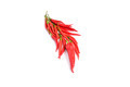 Tasty  red peppers  on a white background. - PhotoDune Item for Sale