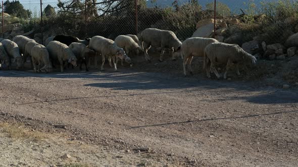 Shepman Carrying Sheep