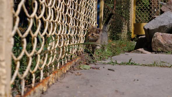 Homeless Gray Kitten Is Walking Near the Fence on the Street. Slow Motion.