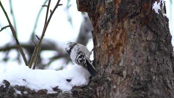 Great Spotted Woodpecker in Winter Tree.