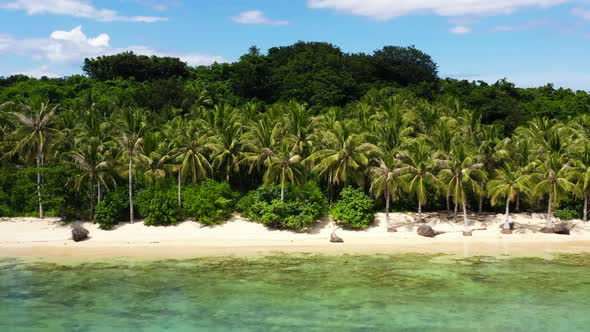 Coconut Trees on a White Beach