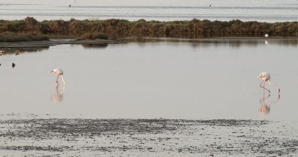 Flamingos and Birds in Lagoons in the Ebro Delta in Catalonia