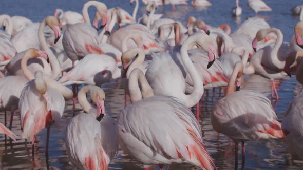 Flamingo Bird Nature Wilflife Reserve Carmargue Lagoon