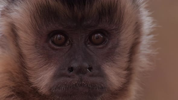 Monkey closeup looking around and leaving