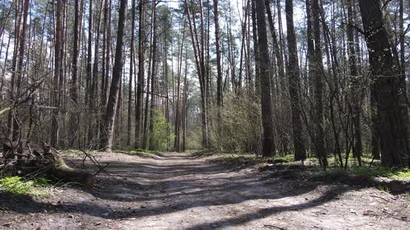 Road in the Forest During the Day Slow Motion