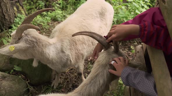 Hands of young children caressing long horned goats through a wooden farm fence in a high angle view