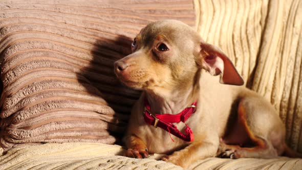 Little Dog Sitting on Couch at Home