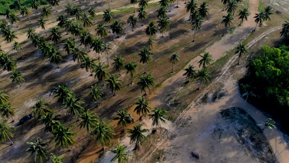 Aerial flying over a palm plantation in Thailand.