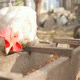Golodnaya White Chicken Eat Grain From Trough Outdoors - VideoHive Item for Sale